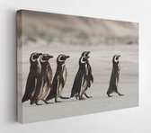 Canvas schilderij - Magellanic penguins heading out to sea for fishing on a sandy beach in Falkland islands  -     270736583 - 115*75 Horizontal