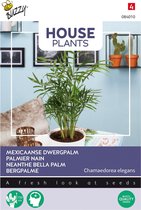 Buzzy House Plants Chamaedorea, Dwergpalm