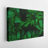 Canvas schilderij - Green leaf natural for background, tiny green leaf  -     1379992979 - 40*30 Horizontal