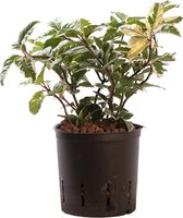 Plant in hydrocultuur systeem van Botanicly: Wolfsmelk Cactus met weinig onderhoud – Hoogte: 5 cm – Ardisia malouiana variegata