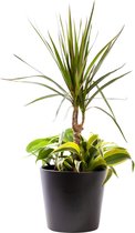 Plant in hydrocultuur systeem van Botanicly: Drakenboom met weinig onderhoud – in antraciet kleurig hydrocultuur sierpot – Hoogte: 45 cm – Dracaena Marginata