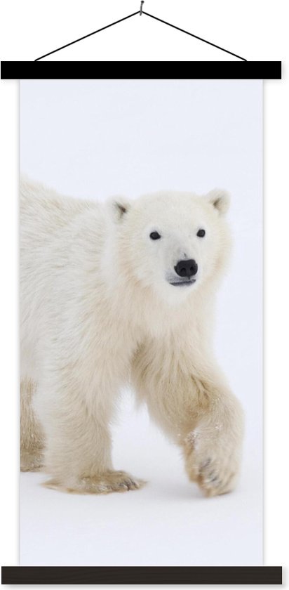 Porte-affiche avec affiche - Affiche scolaire - Ours polaire - Neige - Wit - 90x180 cm - Lattes noires