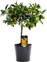 FloriaFor - Citrus Kumquat In Roma Keramiek (zwart) - - ↨ 50cm - ⌀ 16cm