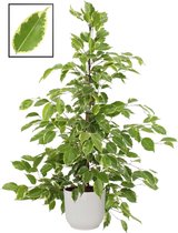 Mama's Planten - Ficus Benjamina ‘Golden King’ In ELHO Vibes Fold Rond Sierpot  (zijdewit) - Vers Van De Kweker - ↨ 105cm - ⌀ 22cm