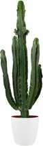 FloriaFor  - Euphorbia Erytrea In ELHO Brussels Round (wit) - Vers Van De Kweker - ↨ 110cm - ⌀ 30cm
