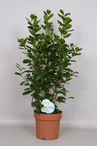 Kamerplant van Botanicly – Vijgenboom – Hoogte: 90 cm – Ficus Moclame