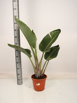 Kamerplant van Botanicly – Rubberboom – Hoogte: 115 cm – Ficus binnendijkii Amstel King
