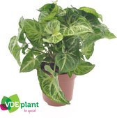 Kamerplant van Botanicly – Syngonium podophyllum Arrow – Hoogte: 25 cm