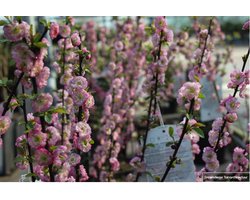 PRUNUS SERR. 'AMANOGAWA' 60- 80 C - JAPANSE SIERKERS, SIERKERSELAAR