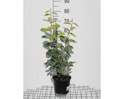 1 x Elaeagnus ebbingei - Olijfwilg 40 - 60 cm pot