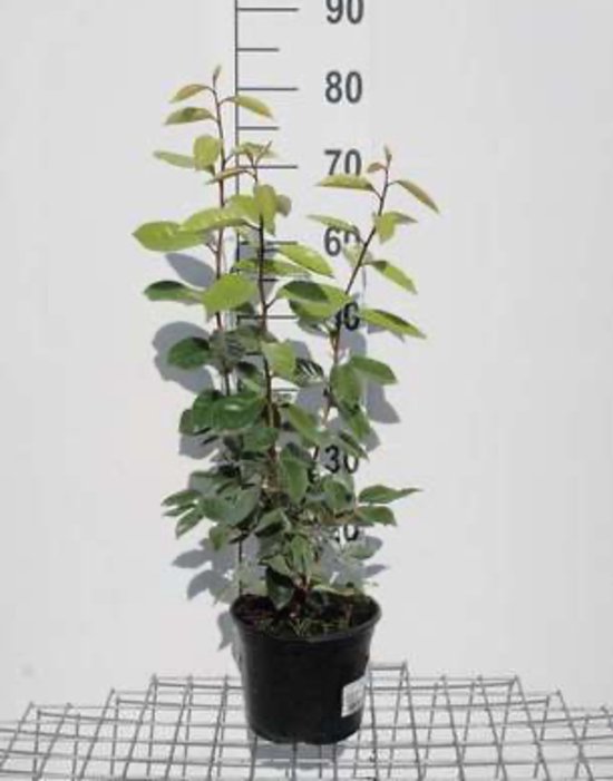 1 x Elaeagnus ebbingei - Olijfwilg 40 - 60 cm pot | bol.com