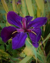 Paarse Luisiana Lis (Iris Louisiana Black) - Vijverplant - Filterplant - 10 losse planten - Om zelf op te potten - Vijverplanten Webshop