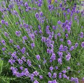 50 x Lavendel Munstead - Vaste Planten - Tuinplanten Winterhard - Lavandula angustifolia 'Munstead' in 9x9cm pot met hoogte 5-10cm