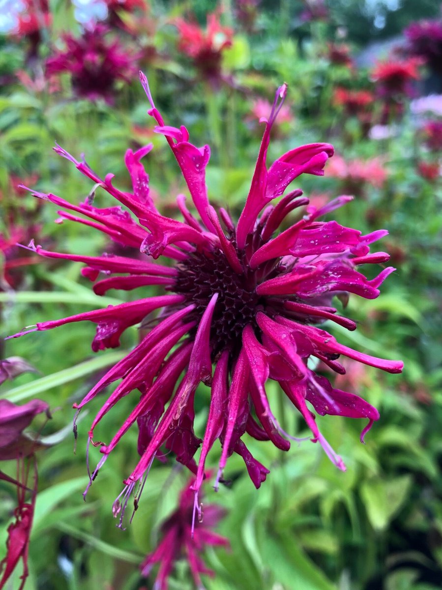 6 x Monarda 'Mahogany' - Bergamotplant - P9 Pot (9 x 9cm) - Dima Vaste Planten
