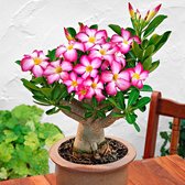 Plant in a Box - Adenium Obesum - Set van 2 - Bloeiende Woestijnrozen - Pot 10.5cm - Hoogte 25-40cm