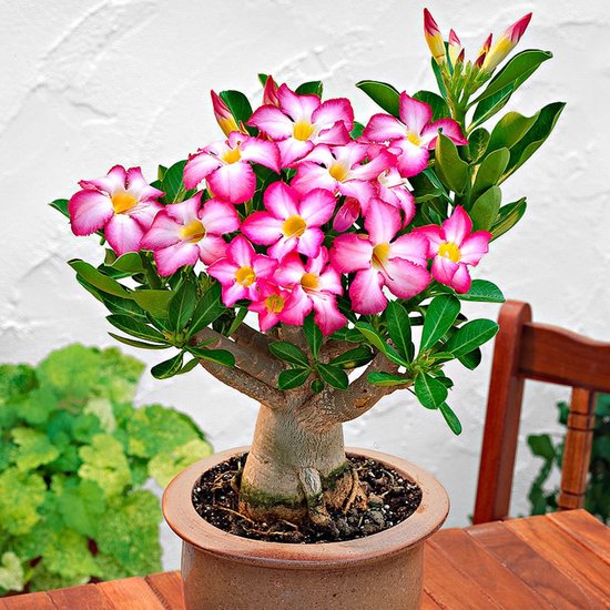 Plant in a Box - Set van 2 Adenium - Woestijnrozen - Pot ⌀10,5cm -Hoogte ↕ 20-30cm - Leuk voor Valentijn!