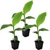 Plant in a Box - Set van 3 Musa Basjoo - Winterharde bananenplanten - Pot 9cm - Hoogte 25-40cm