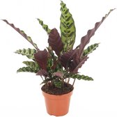 Plant in a Box - Calathea Insignis - Marantaceae - Plante d'intérieur - Pot ⌀12cm - Hauteur ↕ 25-35cm