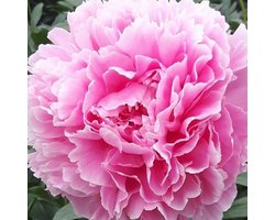 Paeonia Sarah Bernhardt 2 stuks 3/5 - Pioenroos