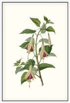 Bellenplant Aquarel (Fuchsia) - Foto op Akoestisch paneel - 60 x 90 cm