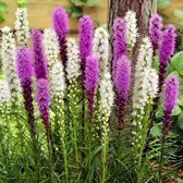 Liatris - Prachtkaars Blauw Wit - 20 Planten - Vaste Planten - Winterhard - 80 cm. Hoog - Garden Select