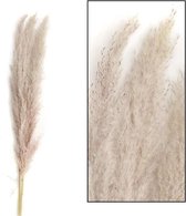 Oneiro’s Luxe Droogbloemen DF Pampas 100-115cm Natural PER STUK – hotel chique - binnen - accessoires - decoratie – bloemen – mat – glans – industrieel