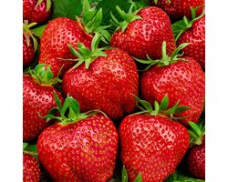 Jub Holland Elsanta Aardbeienplanten 10 Stuks - Zoete en Sappige Aardbeien - Fruitplanten - Kleinfruit - Garden Select