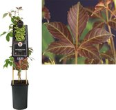 Klimplant Parthenocissus Henryana 75 cmVan der Starre