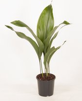 Kamerplanten van Botanicly – 2 × Kwartjesplant – Hoogte: 50 cm – Aspidistra