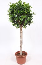 Kamerplant van Botanicly – Chinese Vijg – Hoogte: 145 cm – Ficus Microcarpa Nitida