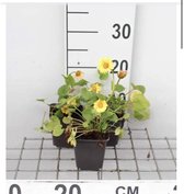 6 x Doronicum orientale - Voorjaarszonnebloem/Gele margriet - pot 9 x 9 cm