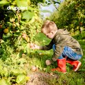 Jongen met rode laarzen, zittend in een boomgaard, plukt appels.
