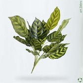 .art Zebra - kunstplantje calathea groen