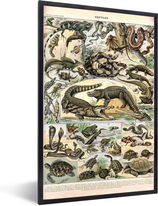 Fotolijst incl. Poster - Dieren - Natuur - Reptielen - 60x90 cm - Posterlijst
