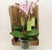 Orchideeën van Botanicly – 2 × Vlinder orchidee – Hoogte: 35 cm, 1 tak – Phalaenopsis Pico Sweet heart