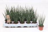 Kamerplanten van Botanicly – 4 × Vrouwentongen – Hoogte: 15 cm – Sansevieria Fernwood Mikado