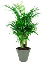 Areca Lutescens large in Urban Loft groen | Goudpalm