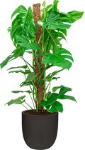 Monstera Deliciosa mosstok in Urban Smooth Egg Planter zwart | Gatenplant