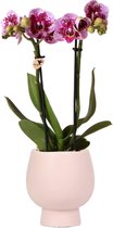 Kolibri Orchids | Roze paarse Phalaenopsis orchidee - El Salvador + Scandic sierpot nude - potmaat Ø9cm - 50cm hoog | bloeiende kamerplant - vers van de kweker