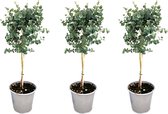 Kamerplanten van Botanicly – 3 × Eucalyptus in sierpot 1 als set – Hoogte: 45 cm