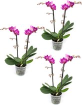 Orchideeën van Botanicly – 3 × Vlinder orchidee – Hoogte: 40 cm, 2 takken – Phalaenopsis Multiflora Anthura Morelia