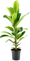 Kamerplant van Botanicly – banyan – Hoogte: 110 cm – Ficus benghalensis Roy