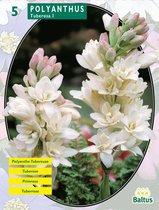 Polyanthus Tuberosa los per 5