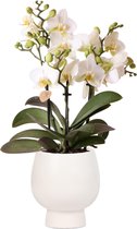Kolibri Orchids | Witte phalaenopsis orchidee - Lausanne + Scandic witte sierpot - potmaat Ø9cm + 40cm hoog | bloeiende kamerplant - vers van de kweker