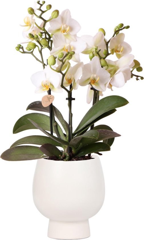 Kolibri Orchids | Witte phalaenopsis orchidee - Lausanne + Scandic witte sierpot - potmaat Ø9cm + 40cm hoog | bloeiende kamerplant - vers van de kweker