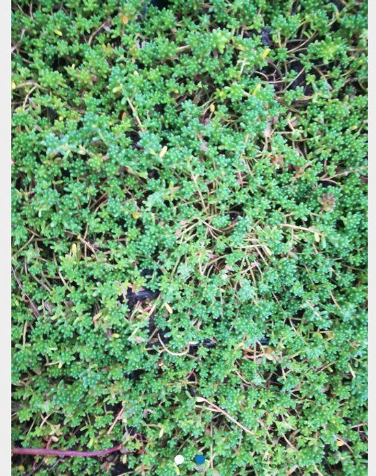 Een dichtbegroeid tapijt van kleine, groene sedumblaadjes met hier en daar wat gele sprietjes.