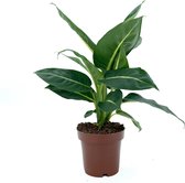 SIMPLYBLOOM.EU - Dieffenbachia Green Magic