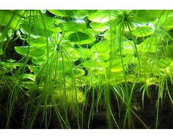 Moerings Aquariumplanten - Limnobium laevigatum - in vitro cup