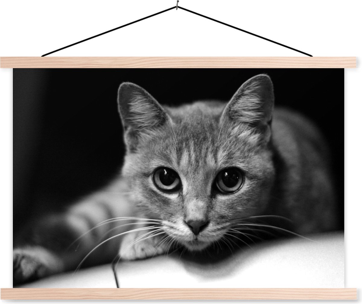 Kat met grote pupillen van dichtbij zwart wit