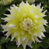 Dahlia Grand Prix